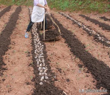 大田种大球盖菇如何冬季出菇,大球盖菇栽培技术分析图