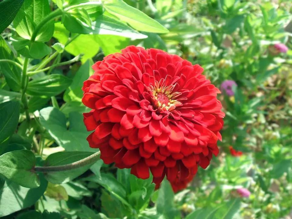 世界各国国花有哪些,各国的市花和国花有什么