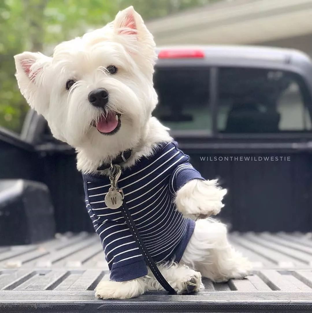 狗狗品种大全及介绍了解一下,狗狗品种怎么挑选最好看