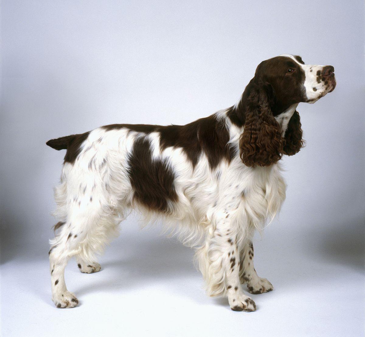 最齐全的狗狗品种介绍及图片,带你了解一下常见狗狗的品种