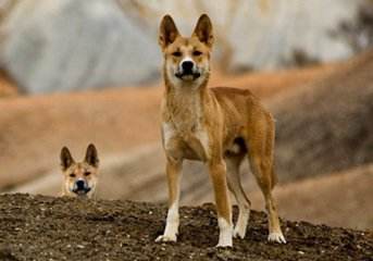 狼图腾大揭秘,狼图腾狼行天下