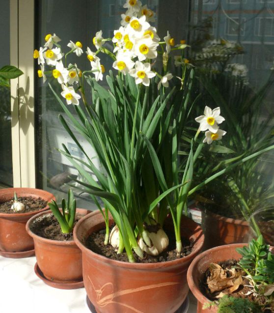 养水仙花的秘诀有哪些,水仙花室内栽培养护管理技术要领