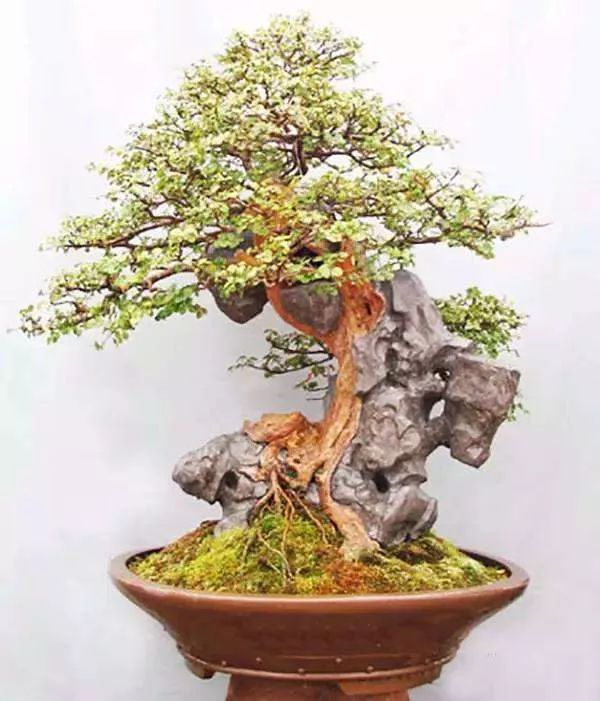 制作更加自然的附石盆景该怎么办,如何制作附石盆景图解