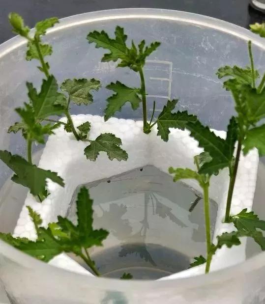 剪下枝条给根插水就能活的绿植,什么花枝条插水就能活