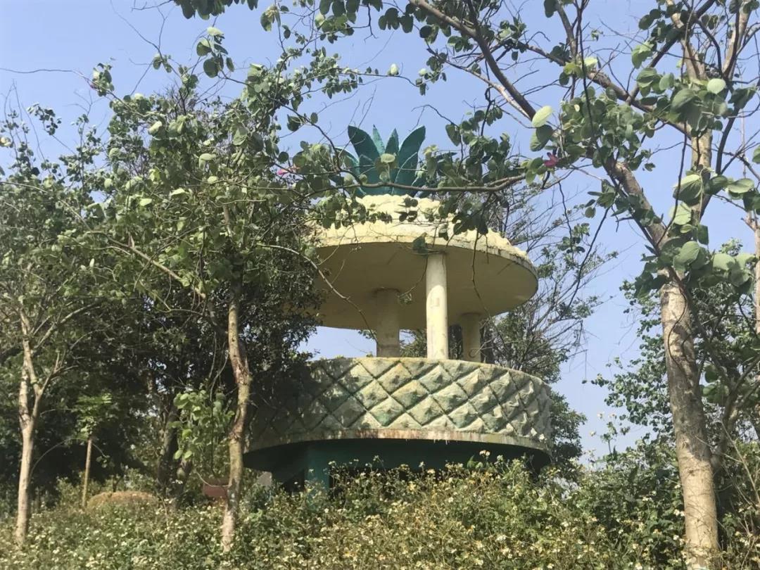 徐闻菠萝与武汉菠萝区别,徐闻菠萝跟普通菠萝的区别