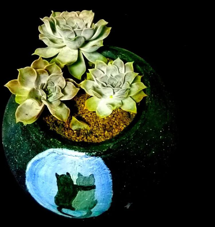 一盆仙人掌和一盆月季的故事,一个多肉的故事