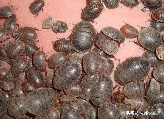 土元养殖的骗局,土元养殖场建造