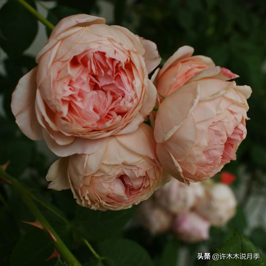 网购月季应该怎么种植？月季移栽后出现黄叶、枯萎是什么原因呢？