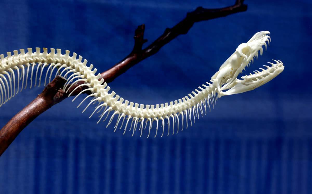 被蛇活吞能剥开蛇的肚子逃生吗,如果被蟒蛇吞下用刀能自救吗