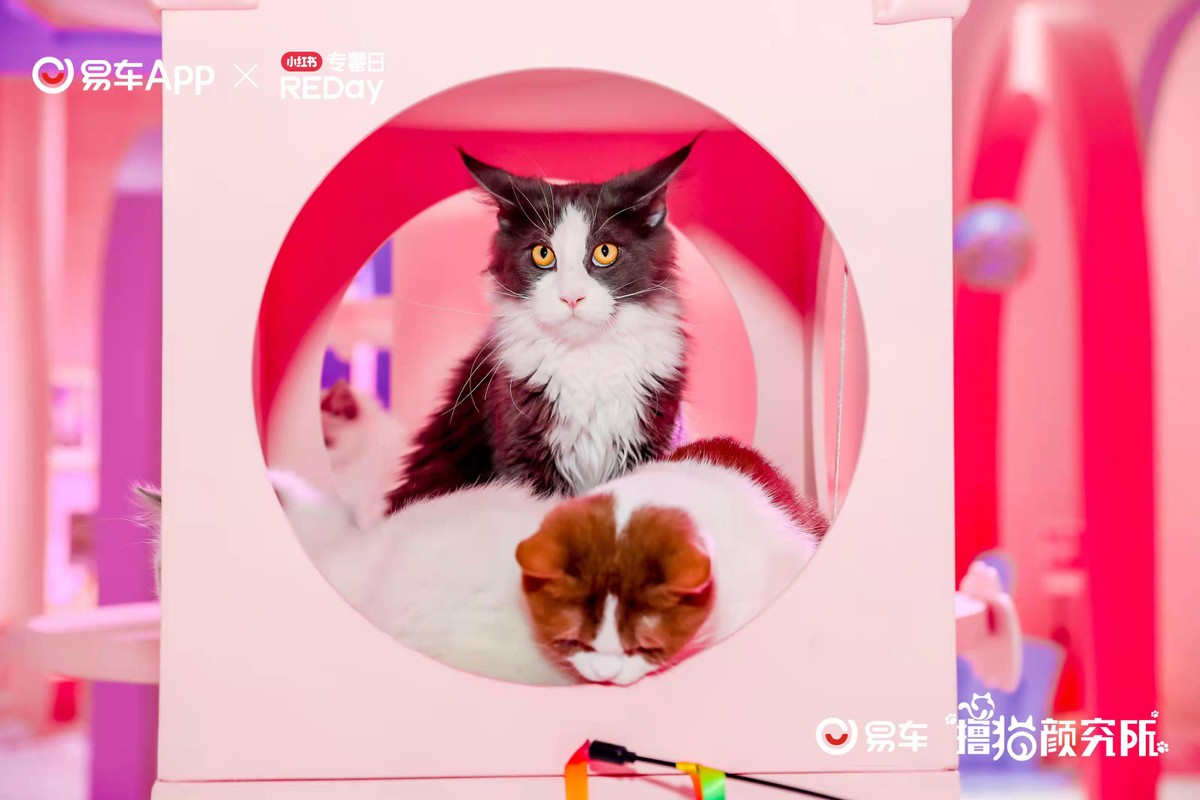 「e汽车」易车联合小红书打造“撸猫颜究所”粉萌空间潮燃京城