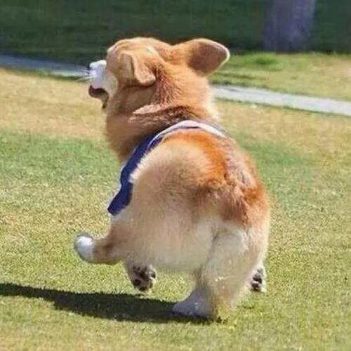 柯基被人宠坏的5个表现,柯基被宠坏的五大表现