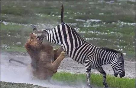 犬科代表非洲野犬，*攻围**狮子，掠夺豹子，暴打鬣狗，成为草原王者