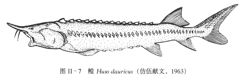 黑龙江里的鳇鱼以什么为食,松花江历史上最大的鳇鱼