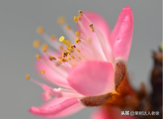 大棚桃树花期可以抹芽,大棚桃种植前景