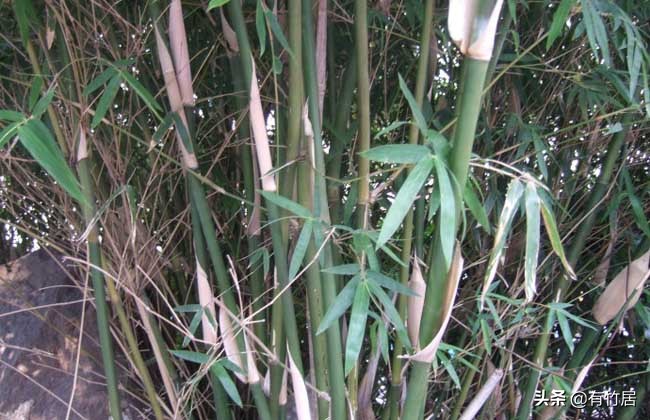 不可食无竹的竹子,宁可不吃肉也得吃竹子