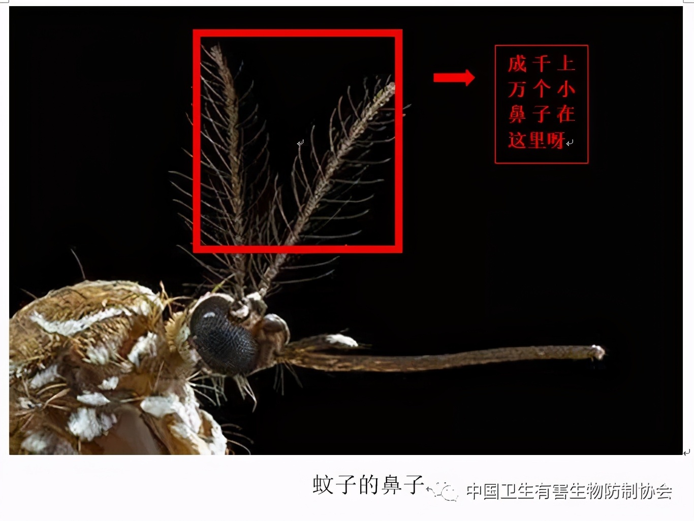 怎么分辨臭虫跟跳蚤咬的疙瘩,如何防治跳蚤臭虫蜱虫