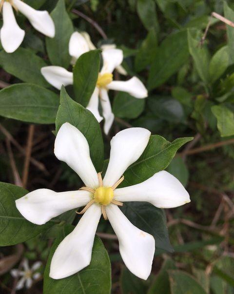 买到“黄泥”栀子花，这样处理，后期叶片不发黄，养好开花很简单