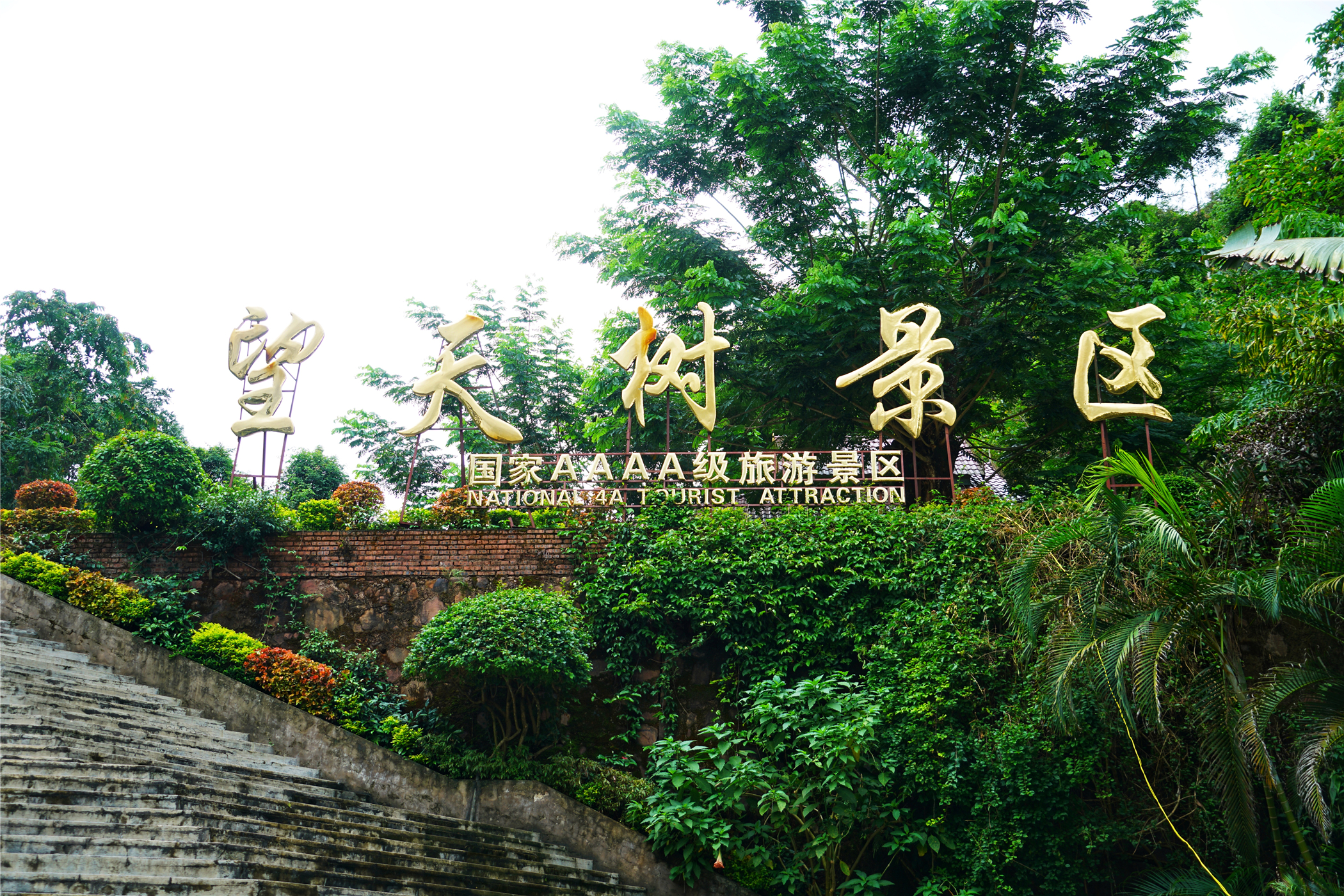 西双版纳望天树有多高,西双版纳望天树攀爬