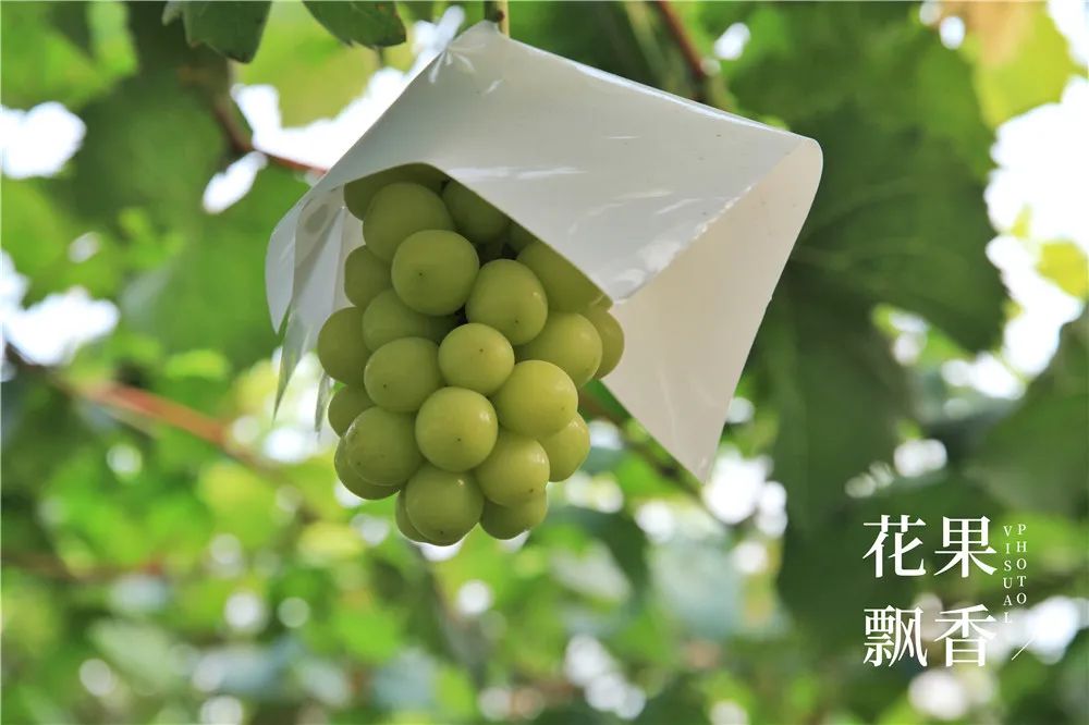 阳光玫瑰葡萄哪里最好种,种阳光玫瑰葡萄前景怎么样