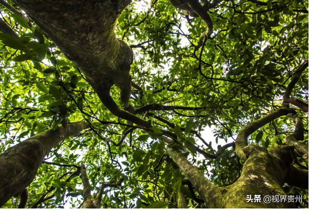 贵州茶海的春天有多美,贵州最美茶海