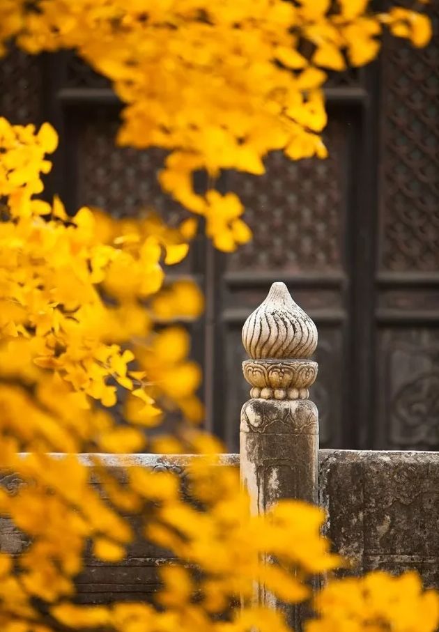 秋季落叶绝美诗句带赏析,有关秋天黄叶的诗句古诗词