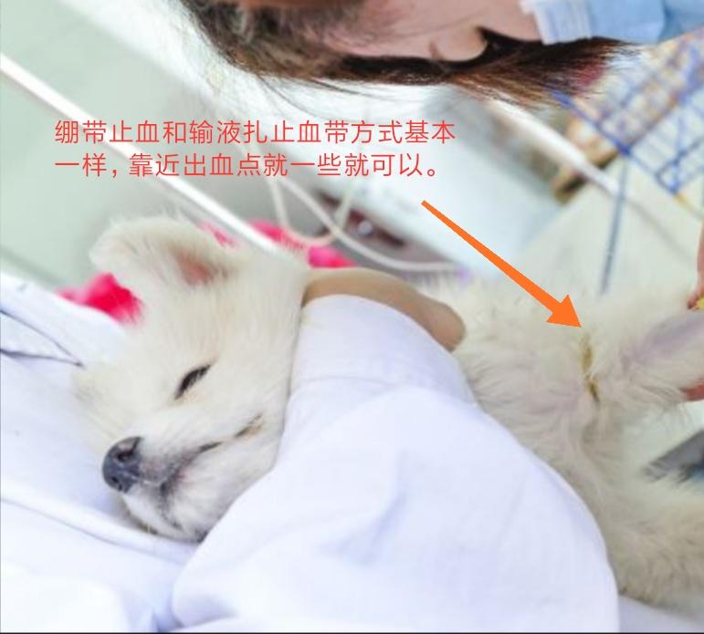 猫狗外伤用什么药膏,小猫抓受伤出血了怎么处理