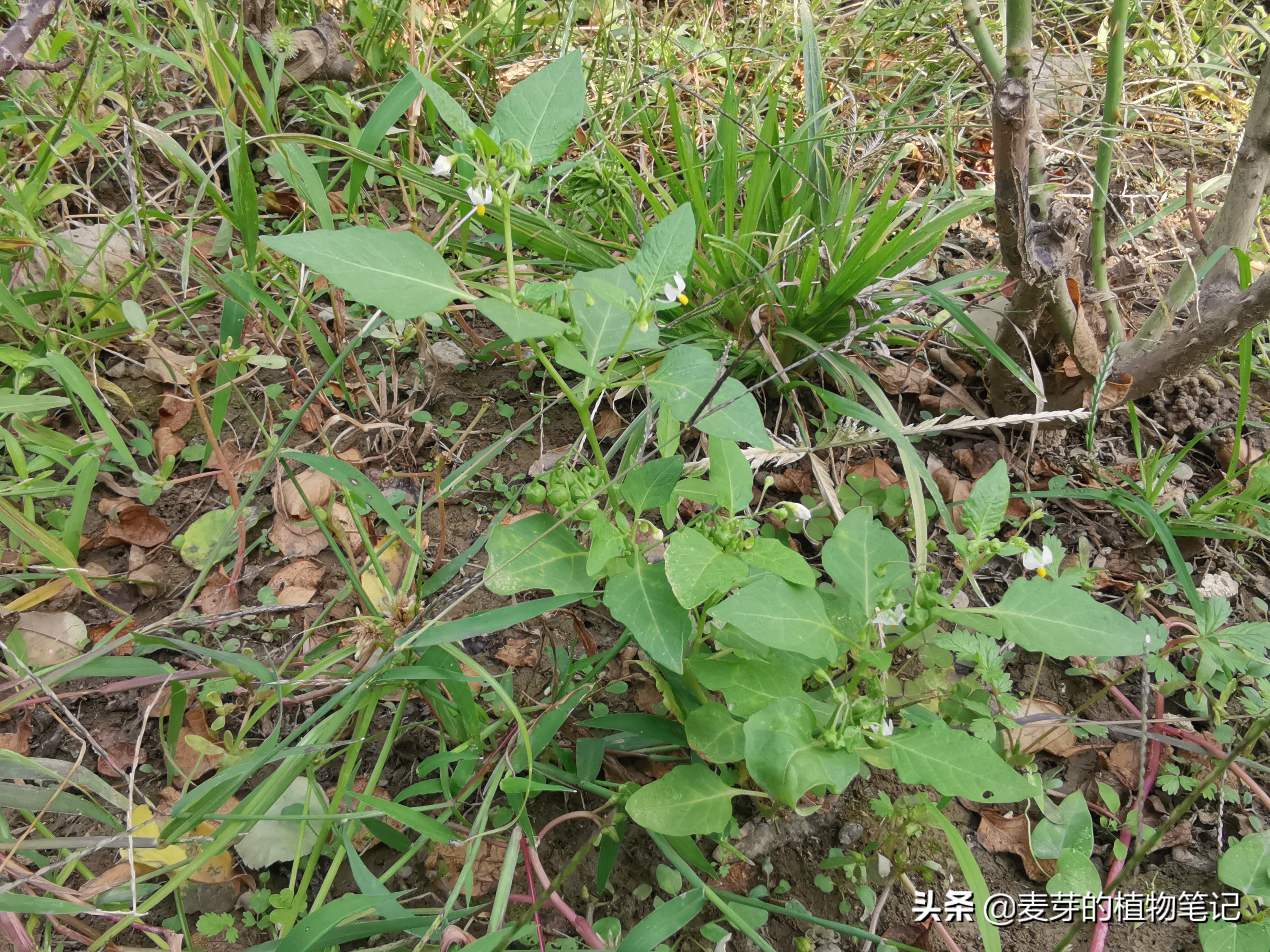 带动物名的植物,哪些动物的名字和植物的相近