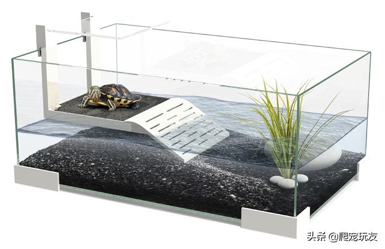 龟怎么样情况下才会应激,龟吃食会吃底砂