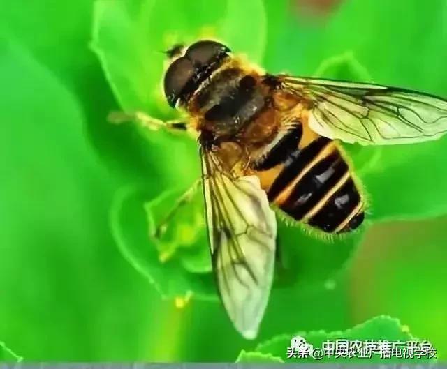 农业害虫分类大全,农业害虫分类及杀虫剂