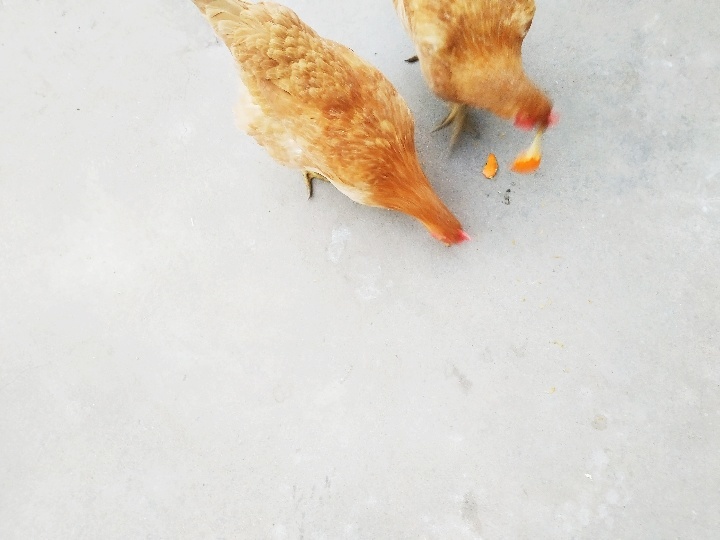 在米拍聚众吸猫吸狗是一种怎样的体验？