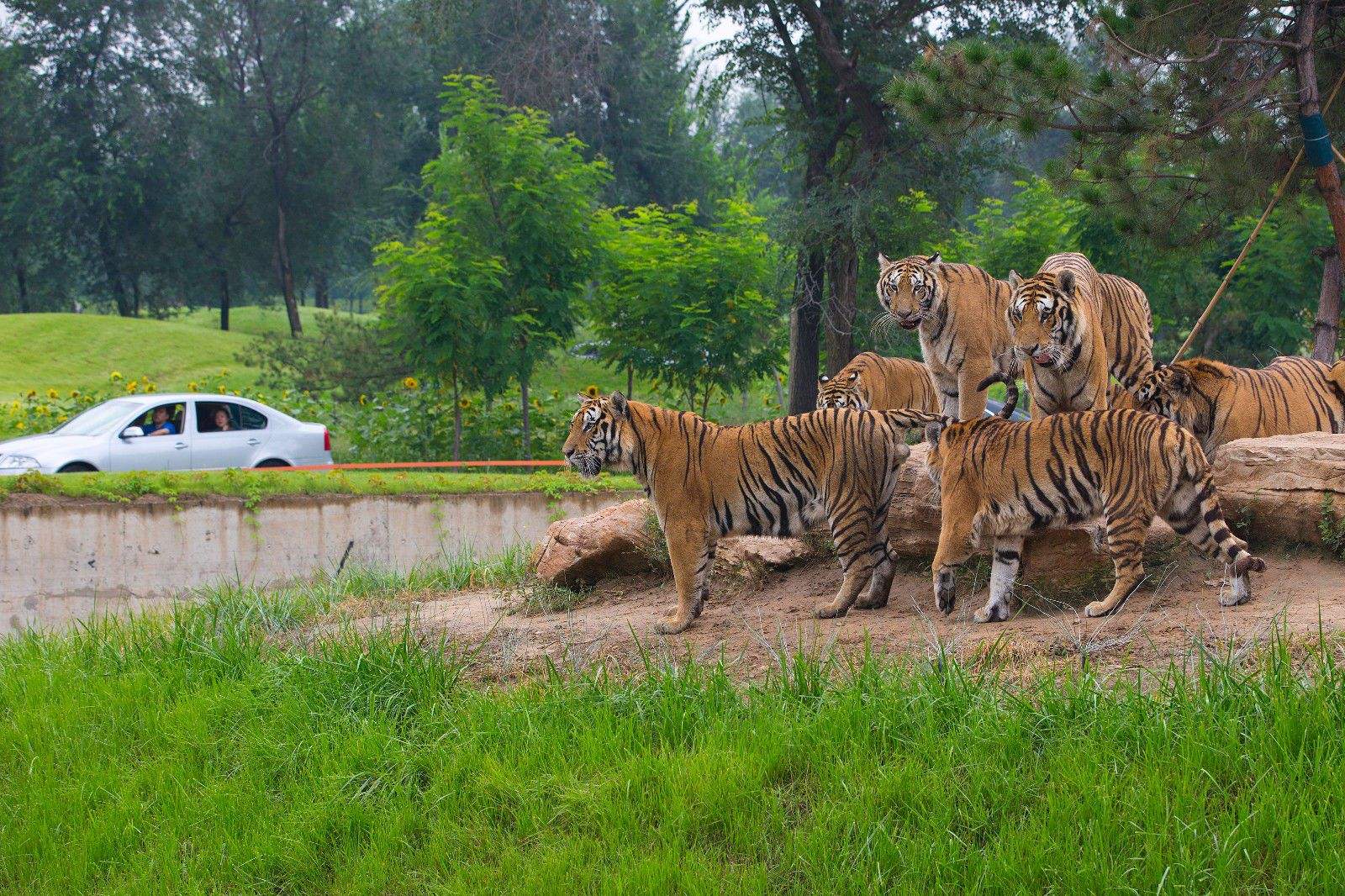 国内值得去的十大动物园,国内最值得去的动物园
