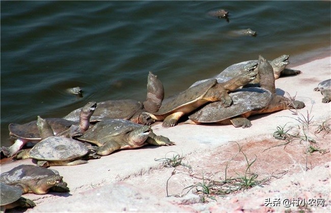 养殖甲鱼的营养价值及功效与禁忌,菜市场养殖的甲鱼有营养价值吗