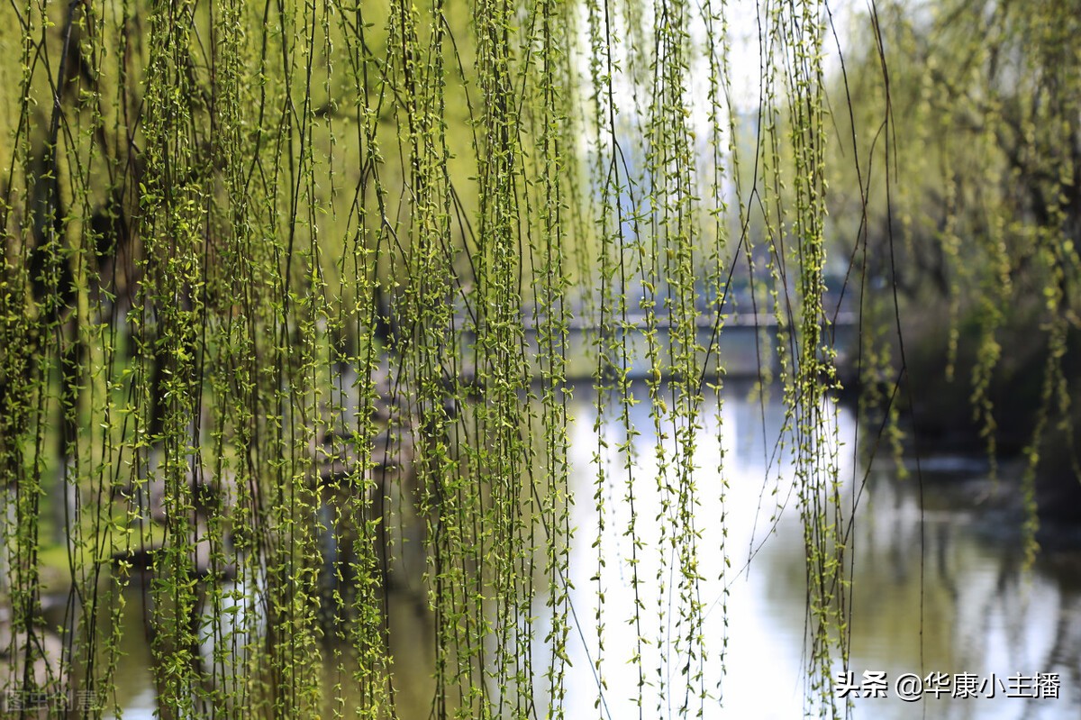 古诗《咏柳》原文、注释、译文赏析，附《跟康爸学古诗》朗诵视频