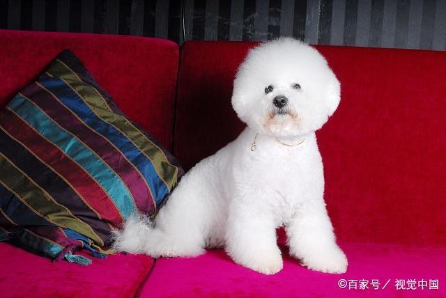 狗狗的种类图片,双鱼座狗狗性格特点