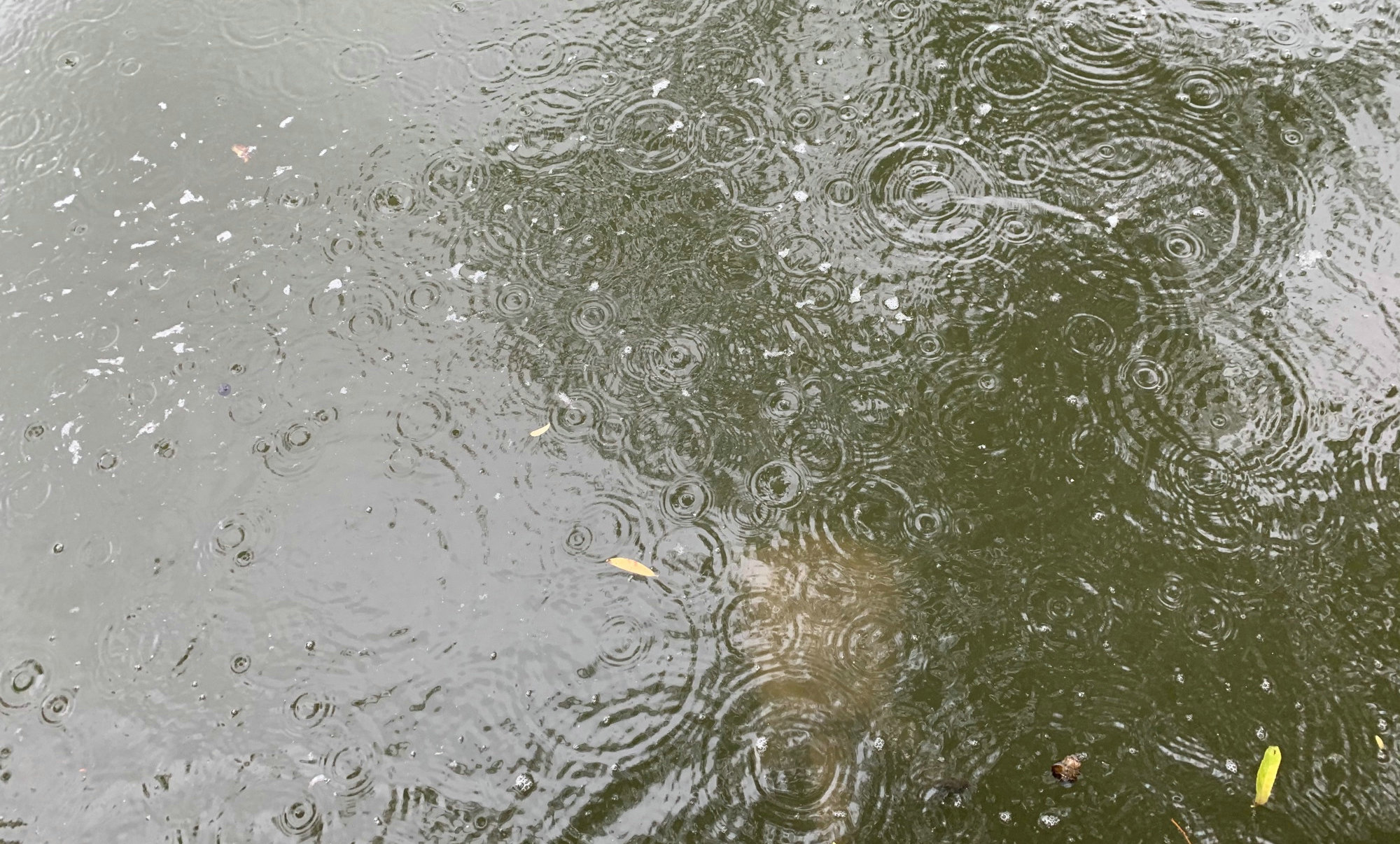 生态稻田大甲鱼,野生甲鱼在哪里栖息