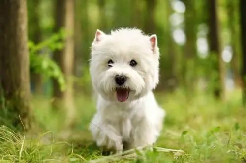 西高地白梗犬拔毛教程,西高地白梗犬美容