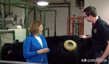牛身上掏洞养殖合理吗,养殖牛的内分泌
