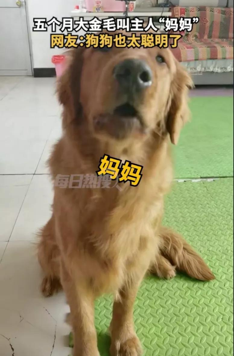 狗狗居然会喊妈妈,狗狗对主人不会叫只会嘤嘤嘤