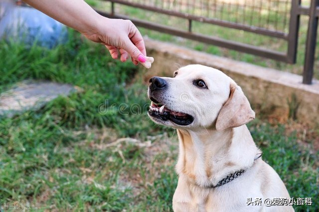 狗狗总有眼泪怎么办啊,狗狗总有泪痕怎么办