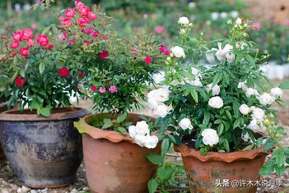 月季花苗怎么种不活,月季盆栽的种植方法和注意事项