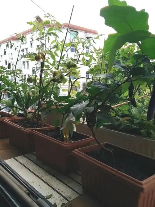 茄子虫害图片及症状,茄子虫害最佳治疗方法