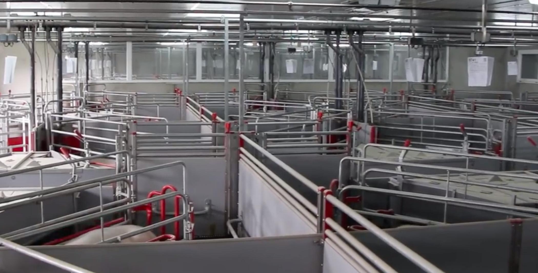 新式猪产床,猪产床怎么设计