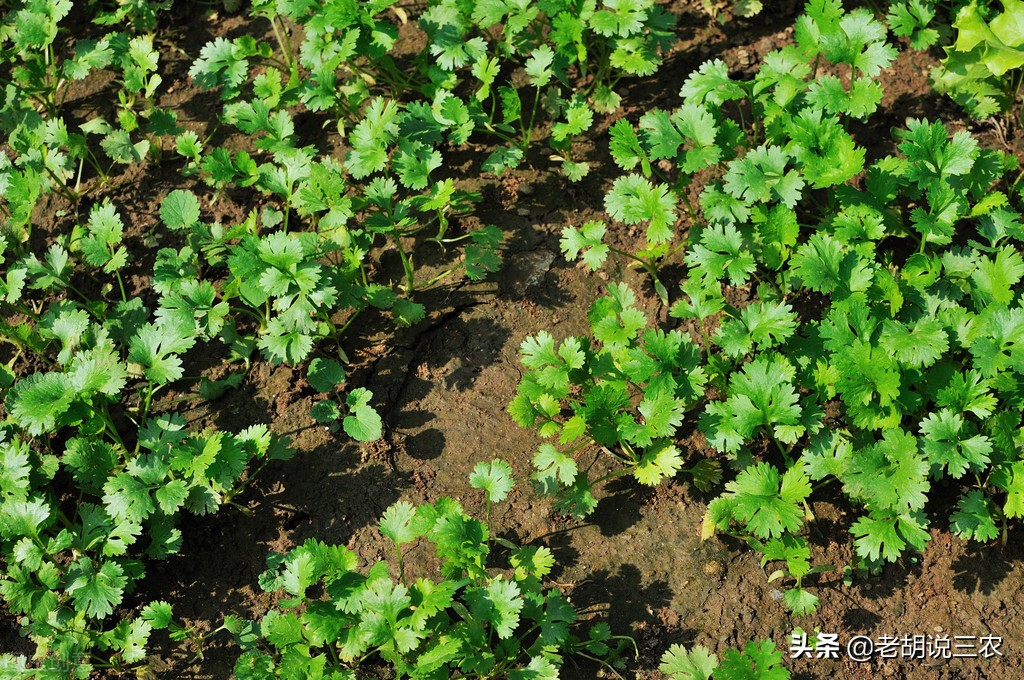 芦笋见大蒜，迟早必落难，芦笋见香菜，神气又豪迈。是啥意思？