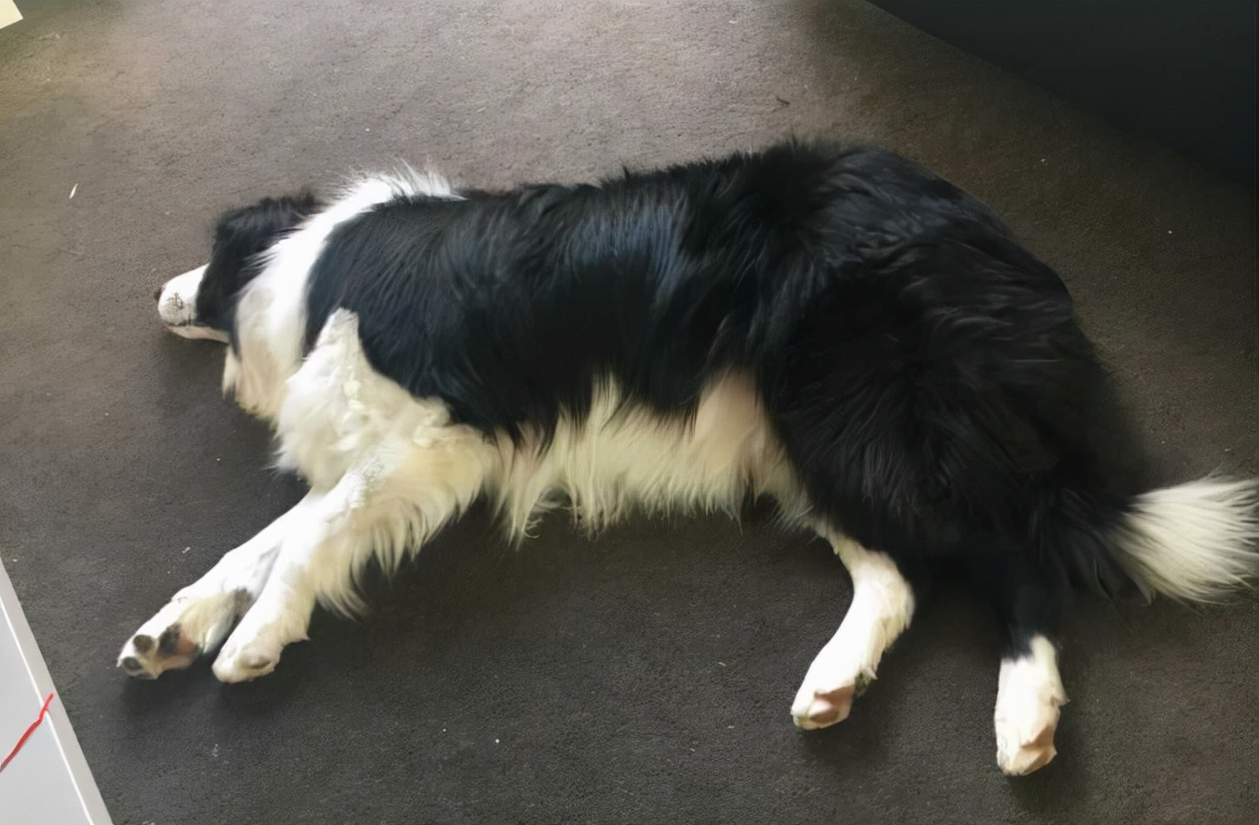 狗界最通人性的6种狗,狗界中最通人性的5种狗