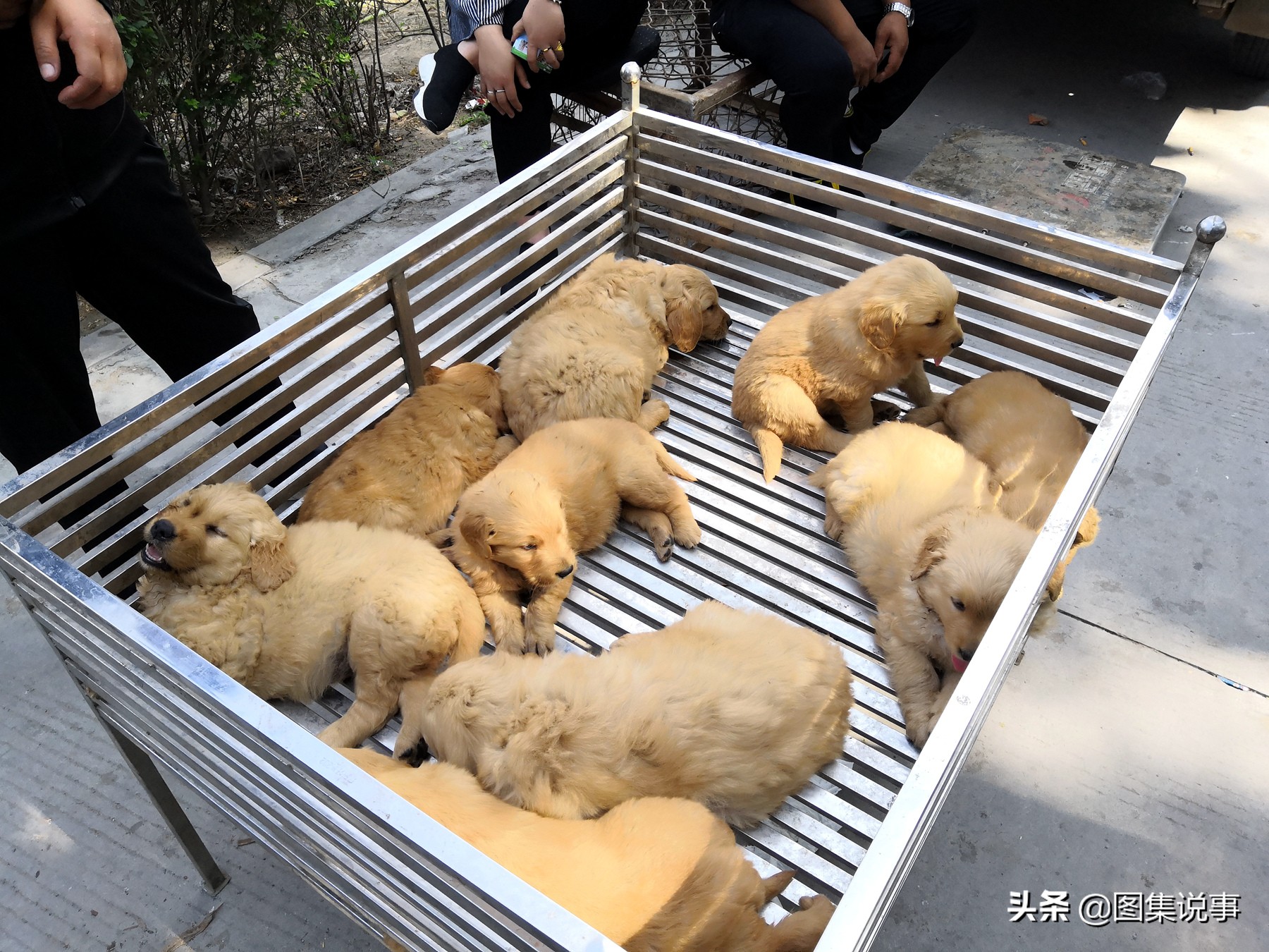 宠物狗市场博美犬真实价格,200元一只博美犬同城购买