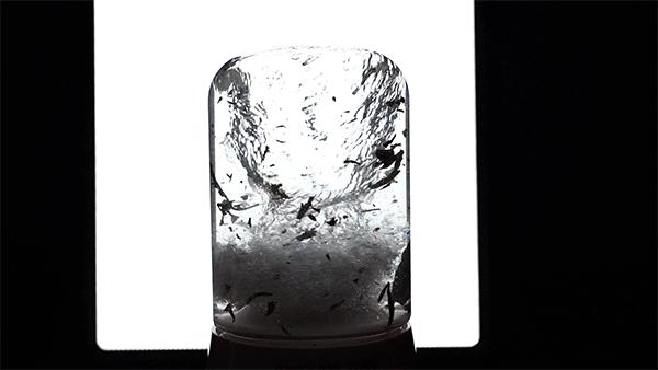 怎么用榨汁机榨果汁,如何用榨汁机榨出一杯好吃的果汁