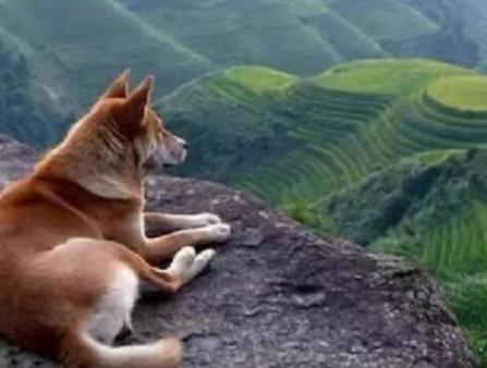 中华田园犬这种狗有什么缺点,中华田园犬为什么比其他狗容易养