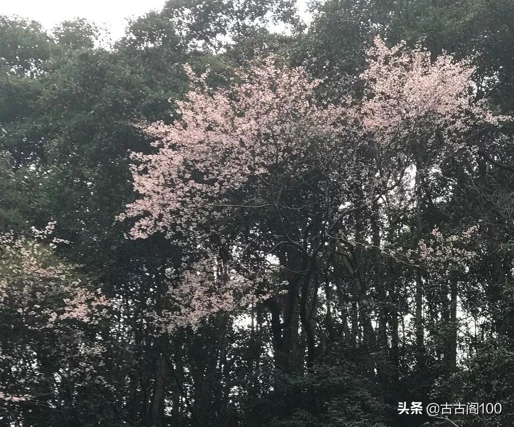 萧绍古道沿途风景,萧绍古道难爬吗