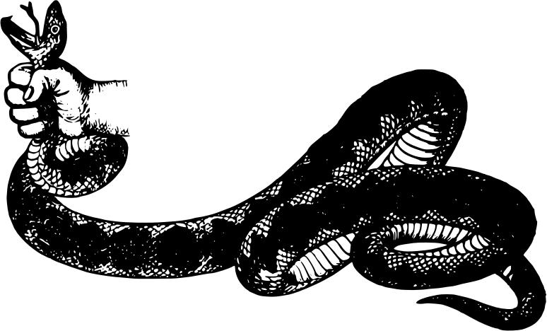 家里看见黑色眼镜王蛇的真正预兆,2米长的眼镜王蛇闯进家里