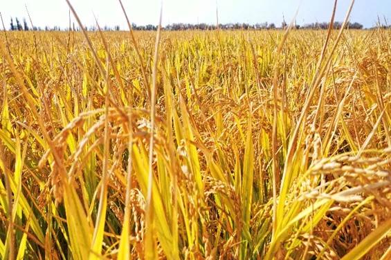 端午食博会暨特点农产品展13日开幕！绵乐眉成达资都来了